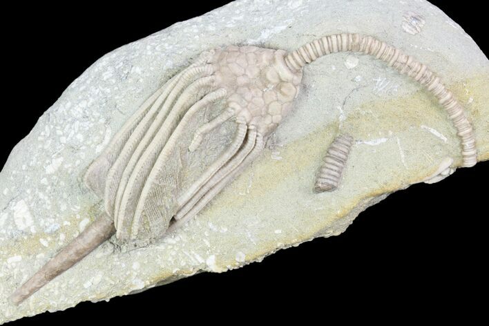 Detailed Crinoid (Macrocrinus) Fossil - Crawfordsville, Indiana #87968